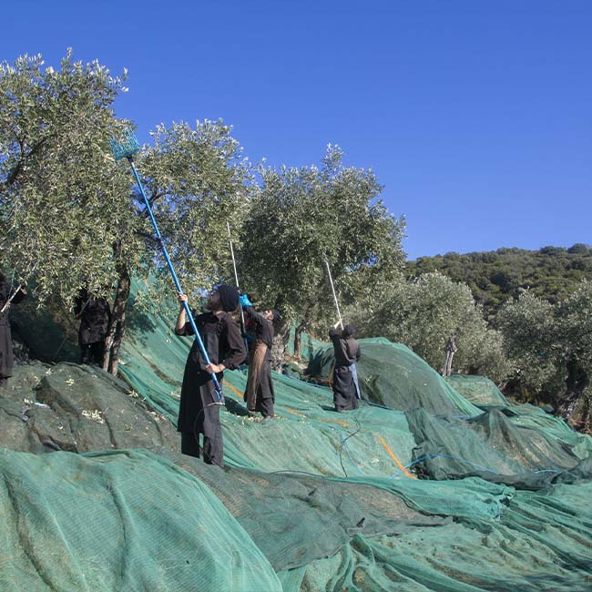 Monks Harvesting Olive Trees